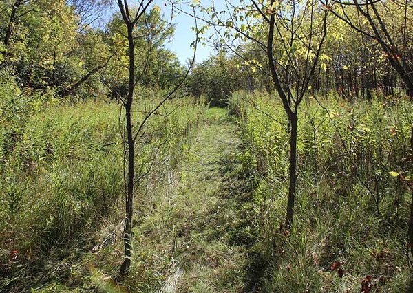 MAXIM 26" Brush Cutter Honda GCV390 (MBC190H)